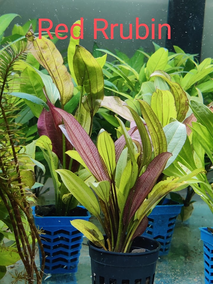 508394391_750342007340862_1193785553637455055_n