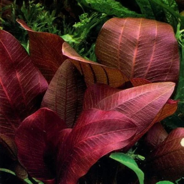 514952544_722212747225867_6956339348242179863_n