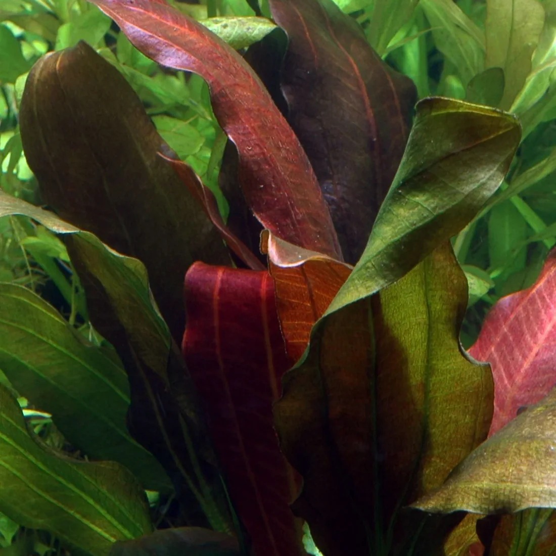 515436450_722213053892503_5809106694119609036_n