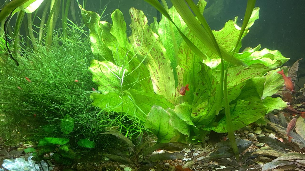 574303701_10233398140670049_646429252222752889_n