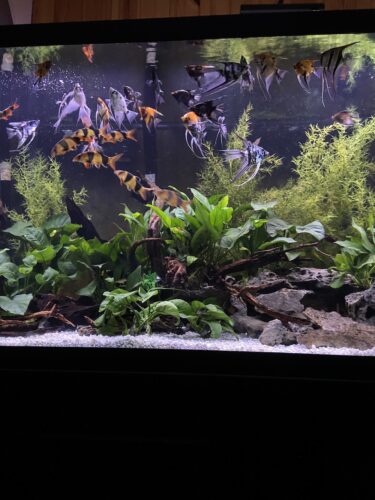 Click to view full screen Anubias Nancon - Extra Large photo review