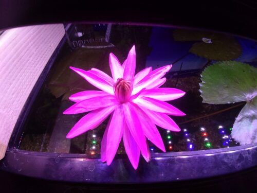 Click to view full screen Tiger Lotus (Red Variant) – Nymphaea Zenkeri photo review