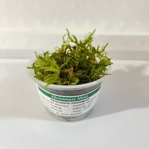 Java Moss