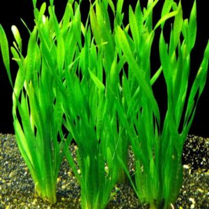 Vallisneria asiatica var. biwaensis