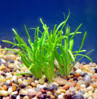 Dwarf Sagittaria Subulata