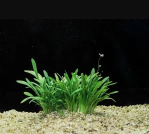 Dwarf Sagittaria Subulata