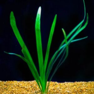 Sagittaria platyphylla or sagittaria broadleaf