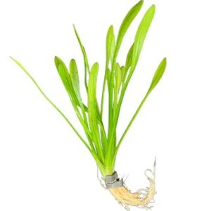 Sagittaia Subulata, Dwarf Bunched
