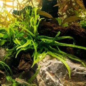 Java Fern Trident