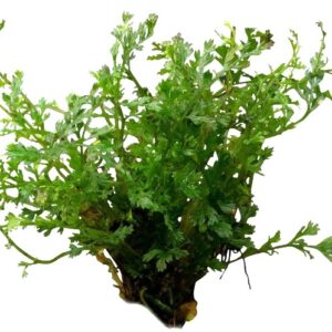 Mini Bolbitis Baby Leaf