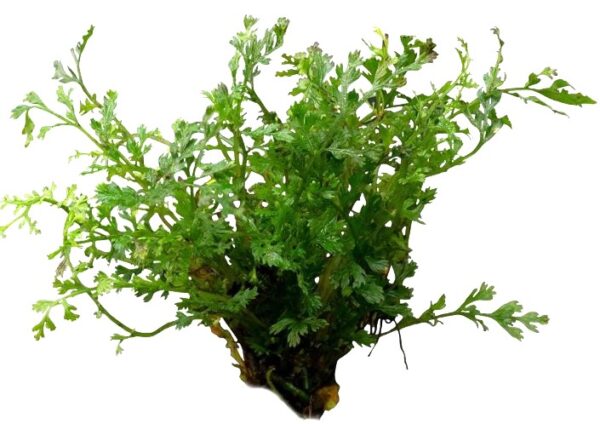 Mini Bolbitis Baby Leaf