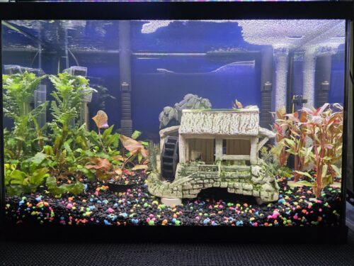 Cryptocoryne Pink Flamingo (Pink Panther) photo review