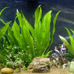 Ludwigia Super Red Mini photo review