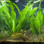Ludwigia Super Red Mini photo review