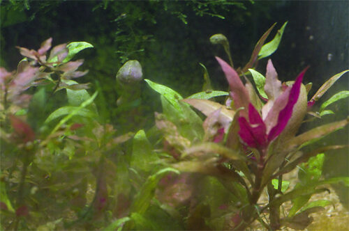 Scarlet Temple (Alternanthera reineckii) photo review