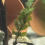 Bolbitis Heudelotii photo review