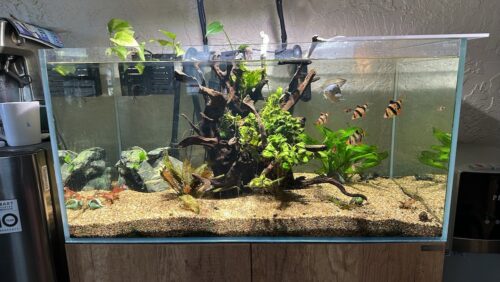 Anubias barteri var. 'Nana Petite' Potted photo review