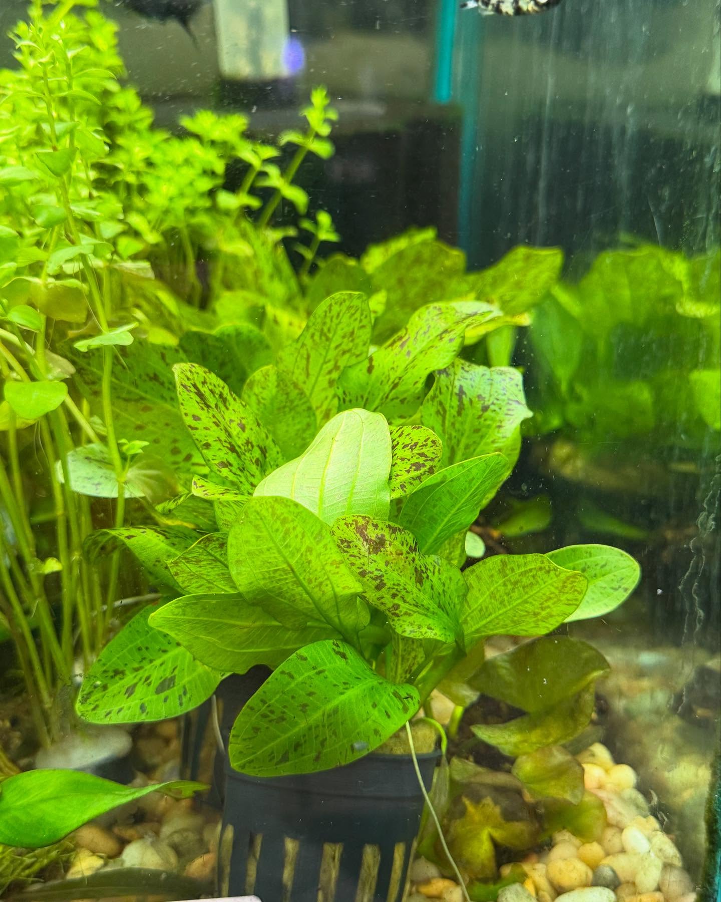 471296423_18453108340069901_3256272739478471109_n