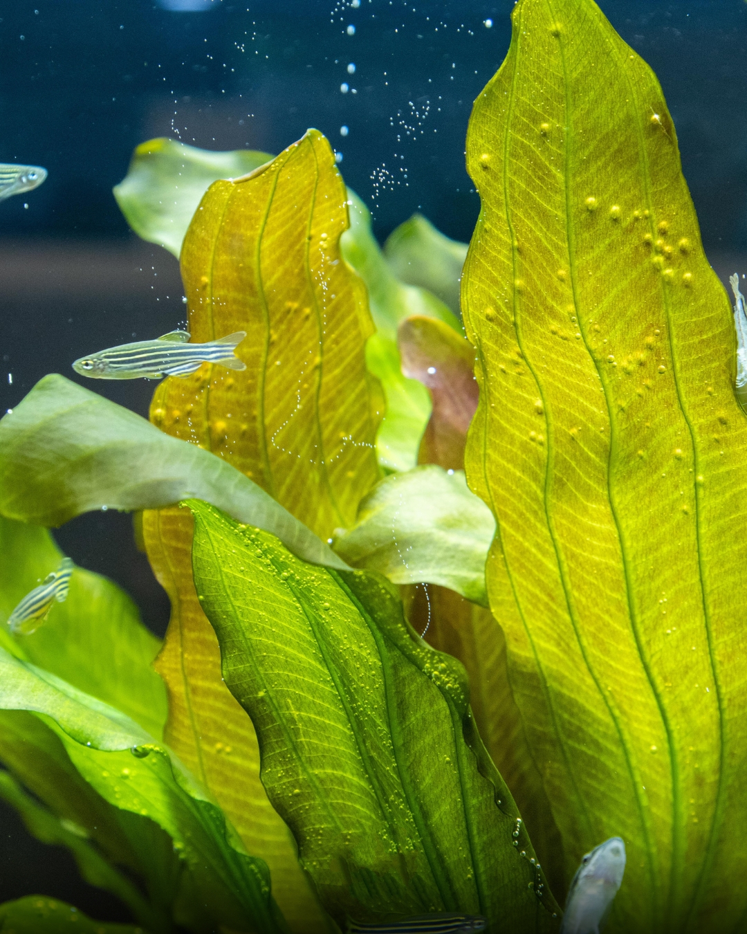 476800547_1004640405028592_5419593902922160583_n