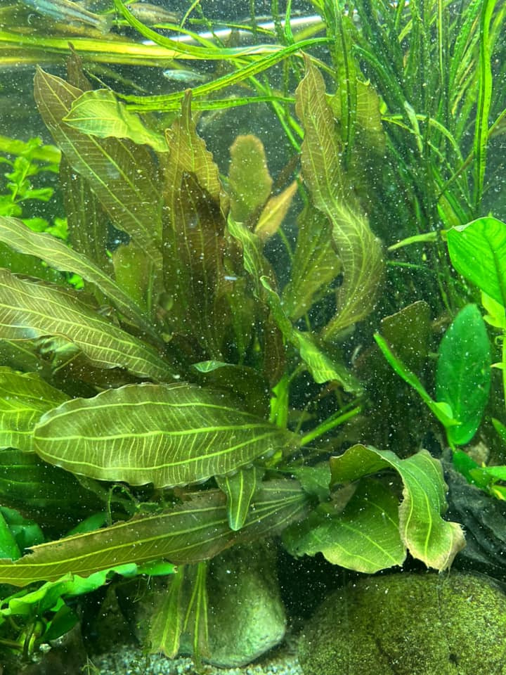 483100885_952454923731431_2799739811037196761_n