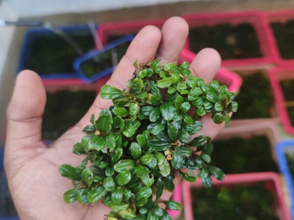 ブセファランドラ boyan Bucephalandra Boyan Mini Narrow