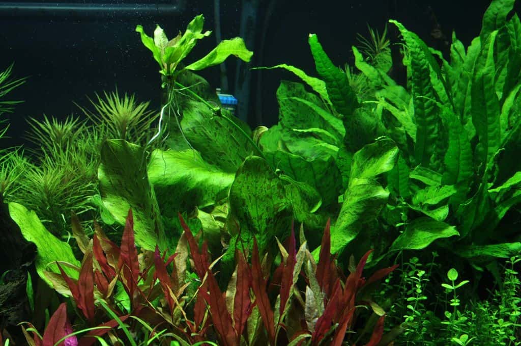 492153381_1533381107807387_4023238008173572938_n