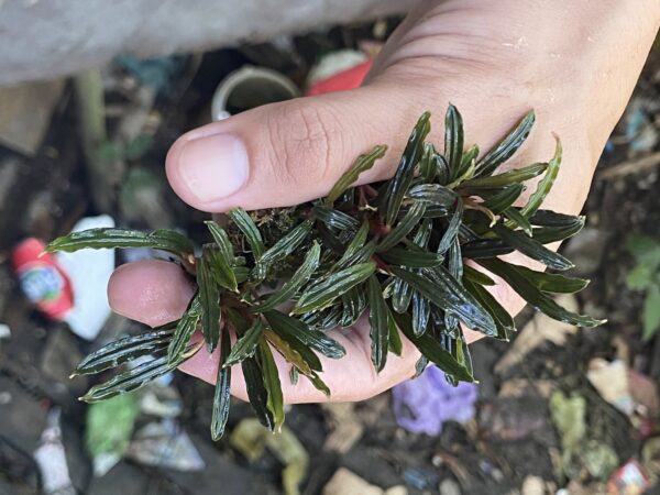 Bucephalandra Mix (5 Pack) – AquariumPlants.com
