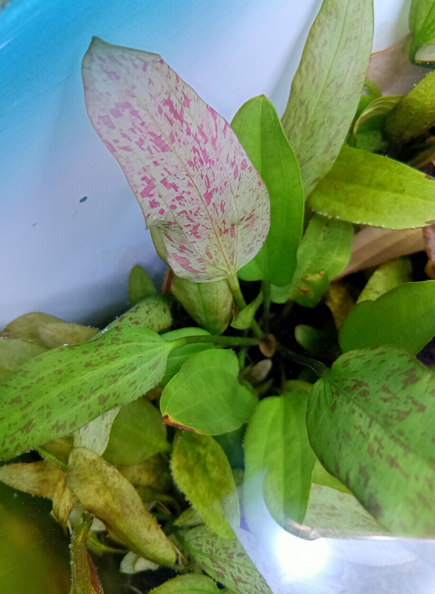 515277180_24215480011411278_1432674598312457422_n