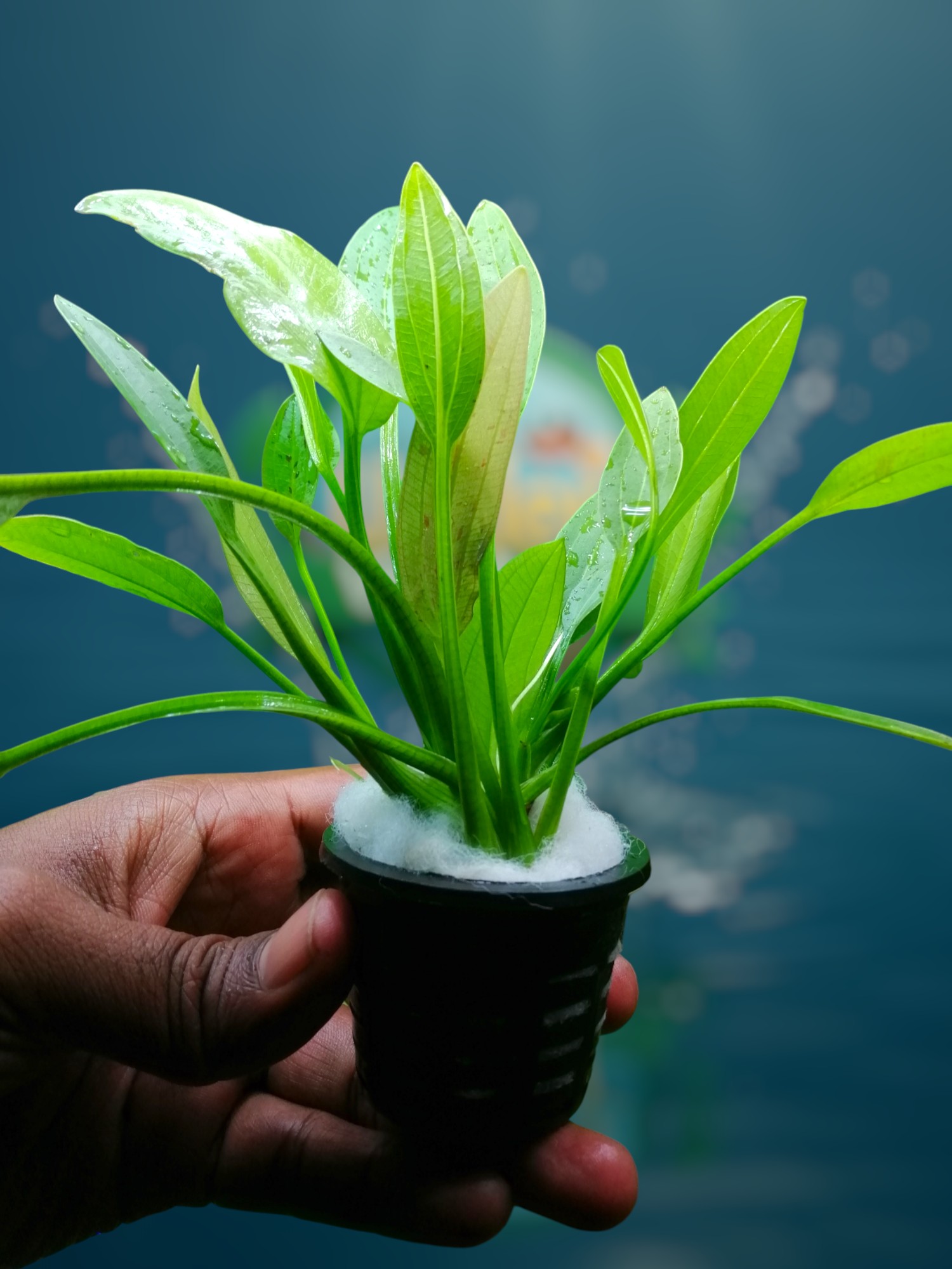 530971048_1072554678421432_5669684274146722771_n