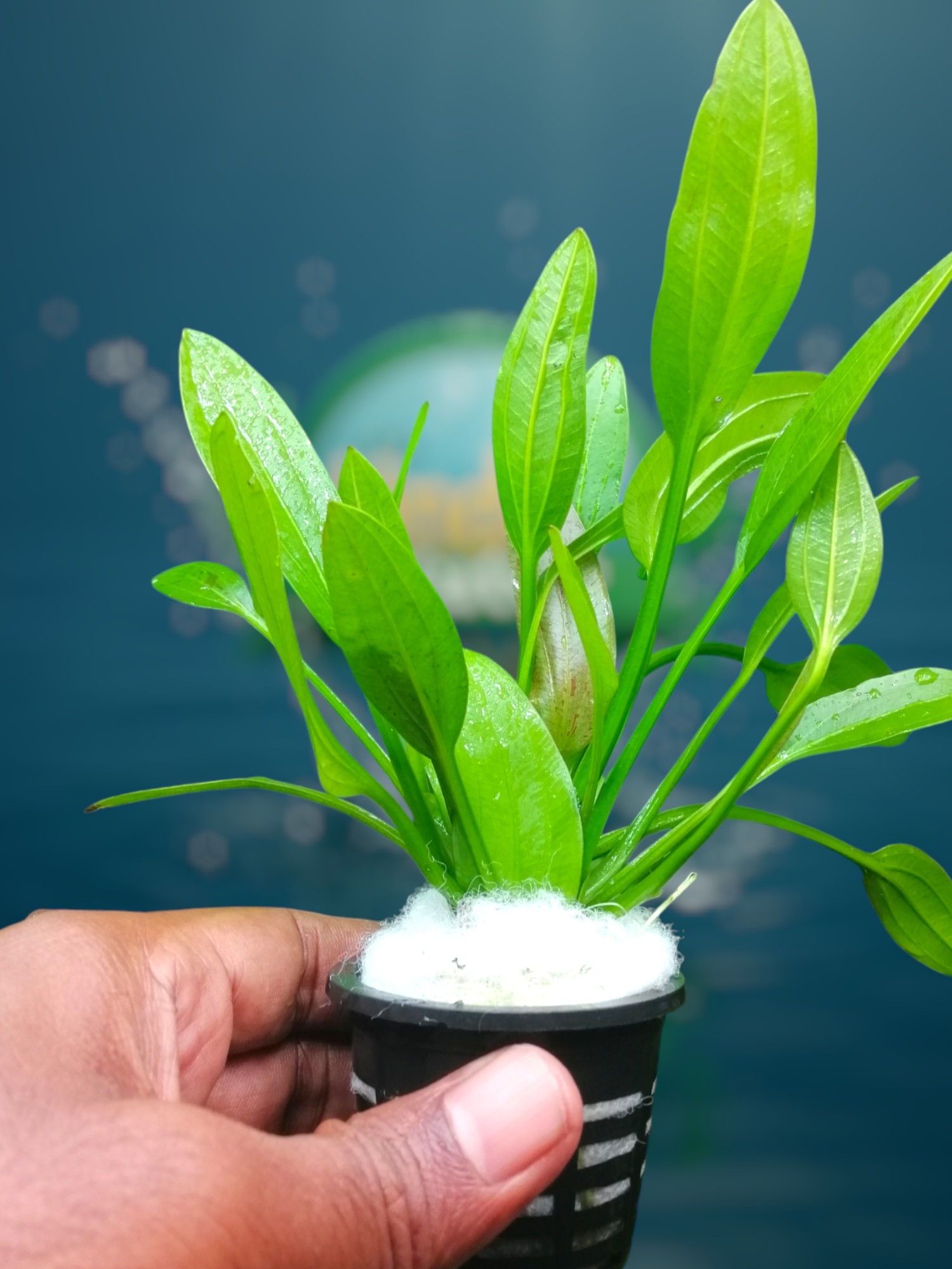 531991476_1072554468421453_8024772186628241065_n