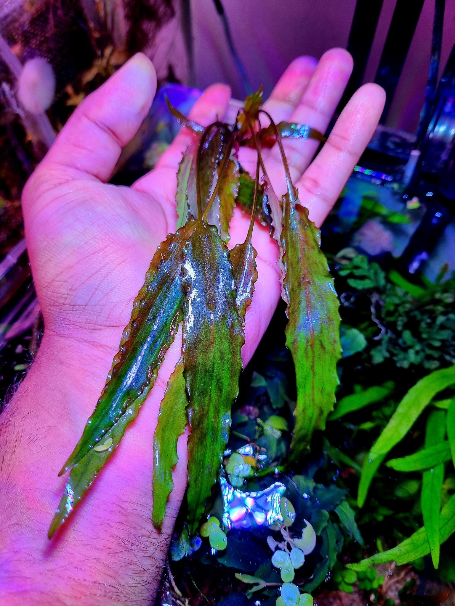 539355835_122173759886475423_3003842571987049344_n