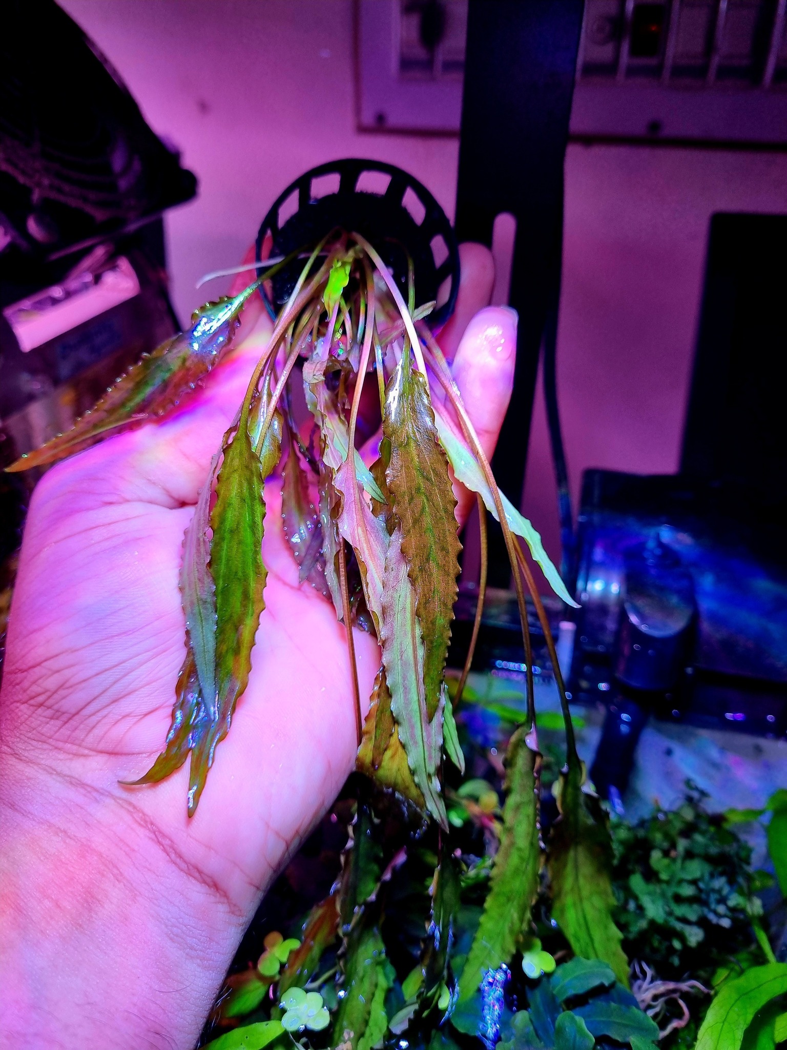 539622780_122173759796475423_2076338687995747680_n