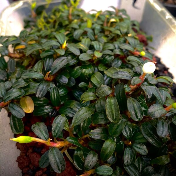 BUCEPHALANDRA for ヒューメリック Bucephalandra Mix (3 Pack) – AquariumPlants.com