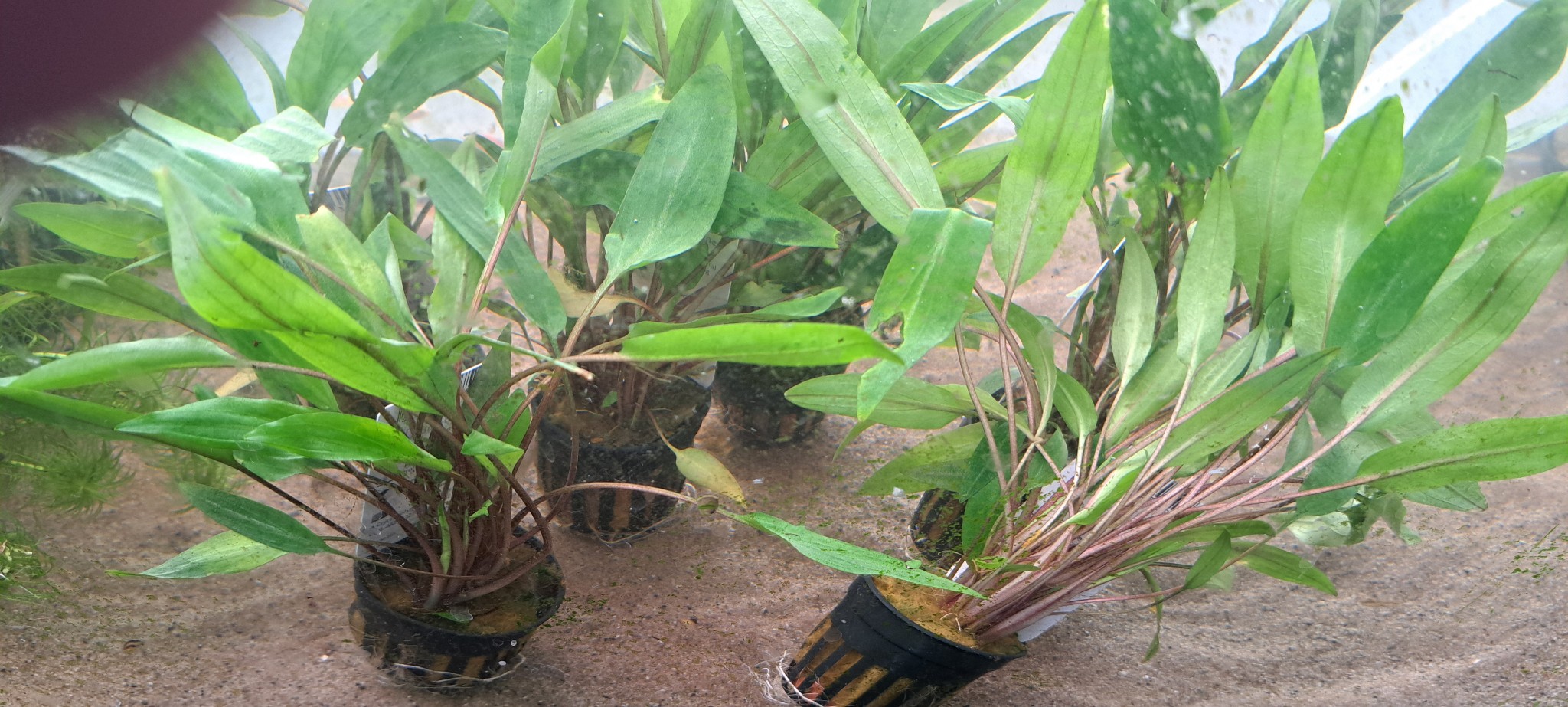 557545354_122215089344270664_5709565131321083837_n