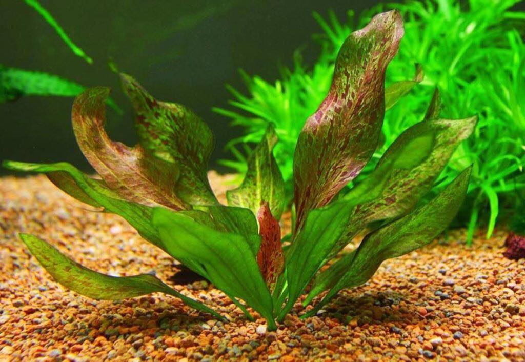 570172687_832711873044066_7256608099097645762_n