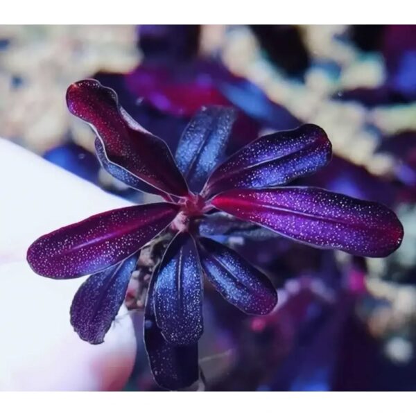 Bucephalandra Mix (3 Pack) – AquariumPlants.com