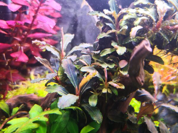 Bucephalandra Mix (3 Pack) – AquariumPlants.com