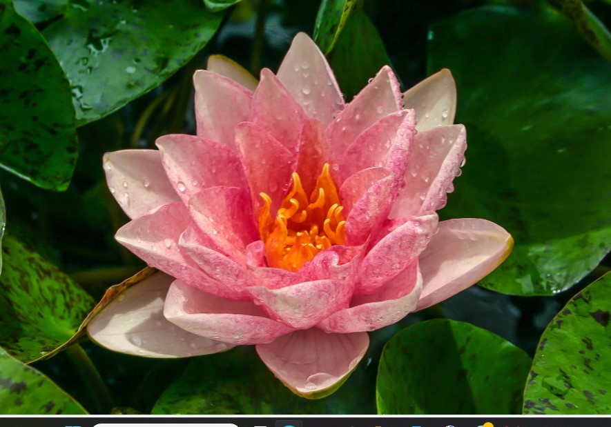 Berit-Strawn-Hardy-Peach-Water-Lily-Flower