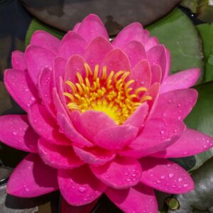 Perry's Fire Opal great for small water gardens.