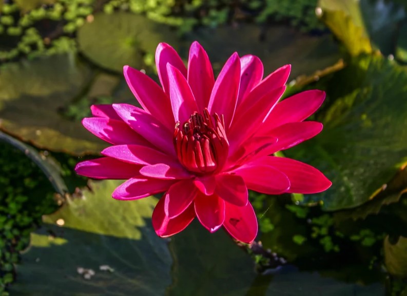 Antares-Tropical-Night-Blooming-Red-Water-Lily