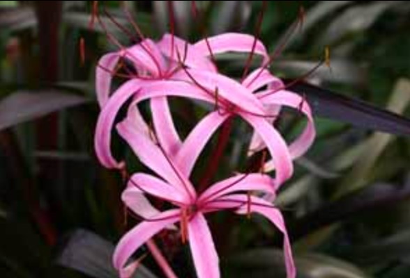 Bog-Lily-Red-Tropical-Marginal-Pond-Plant