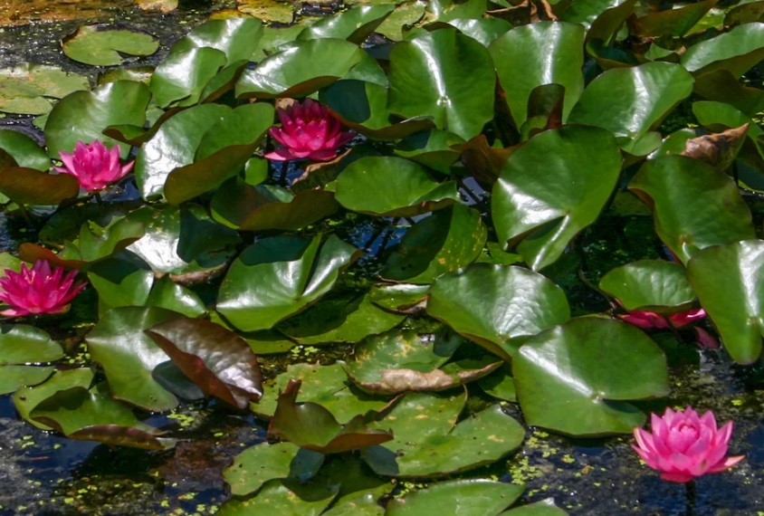 James-Brydon-Hardy-Red-Lily.2