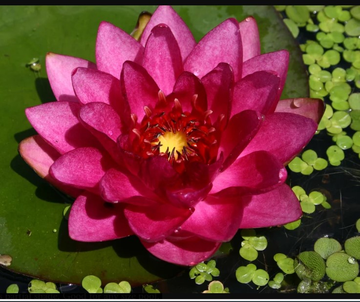 James-Brydon-Hardy-Red-Lily