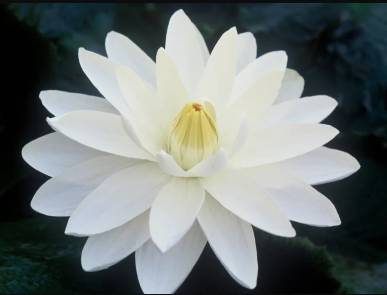 Missouri-White-Tropical-Water-Lily