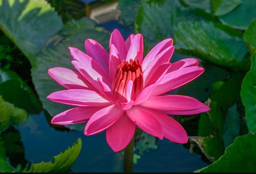 Nymphaea-Emily-Grant-Hutchings-Night-Blooming-Pink-Tropical-Water-Lily