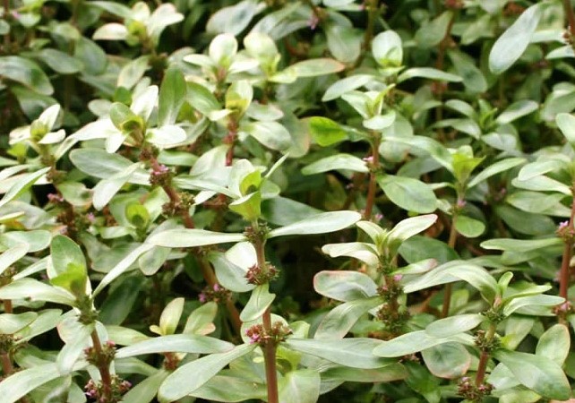 Ammania-senegalensis