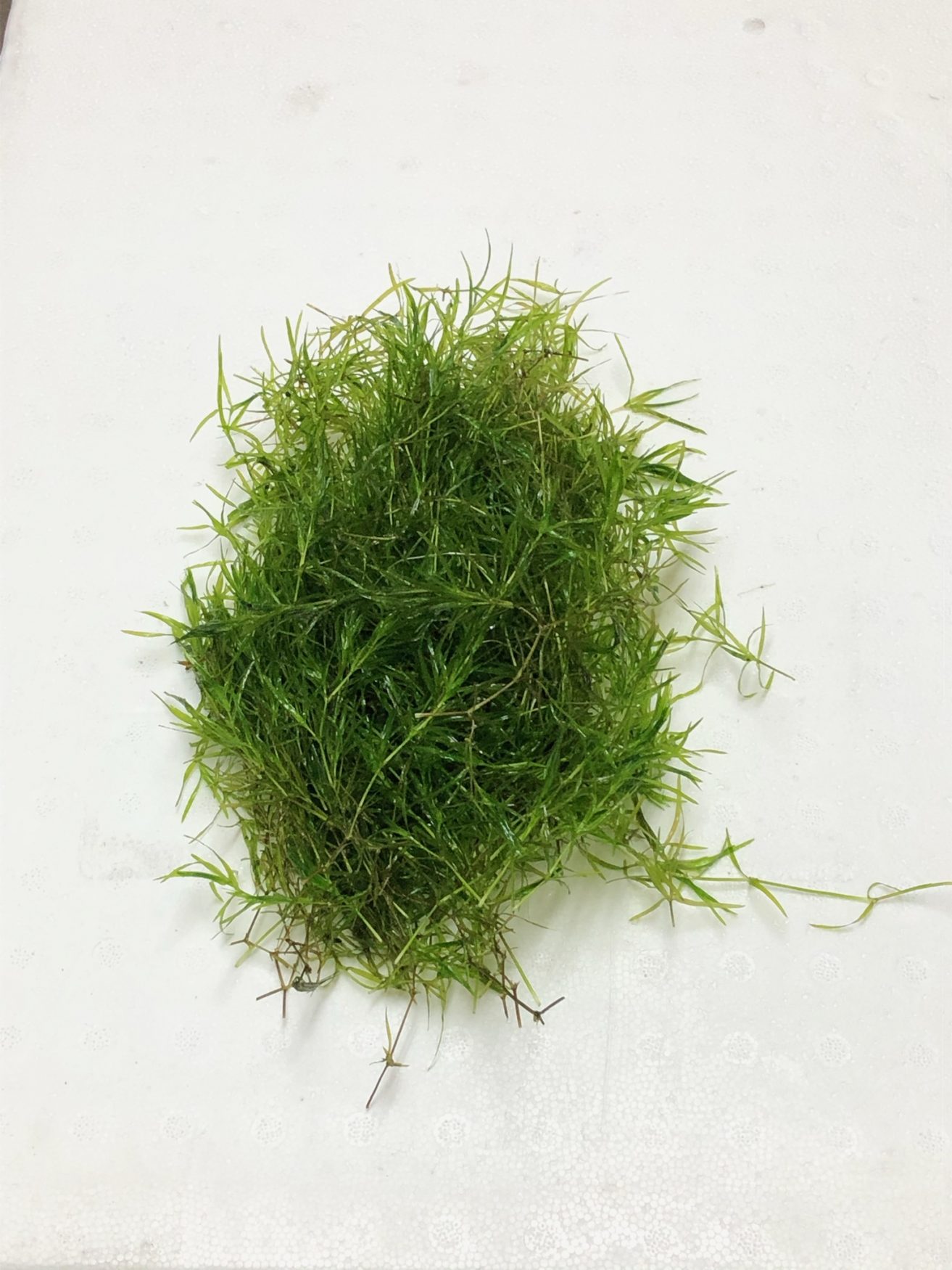 Guppy-Grass