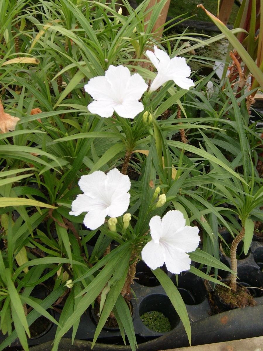 bluebell-dwarf-white