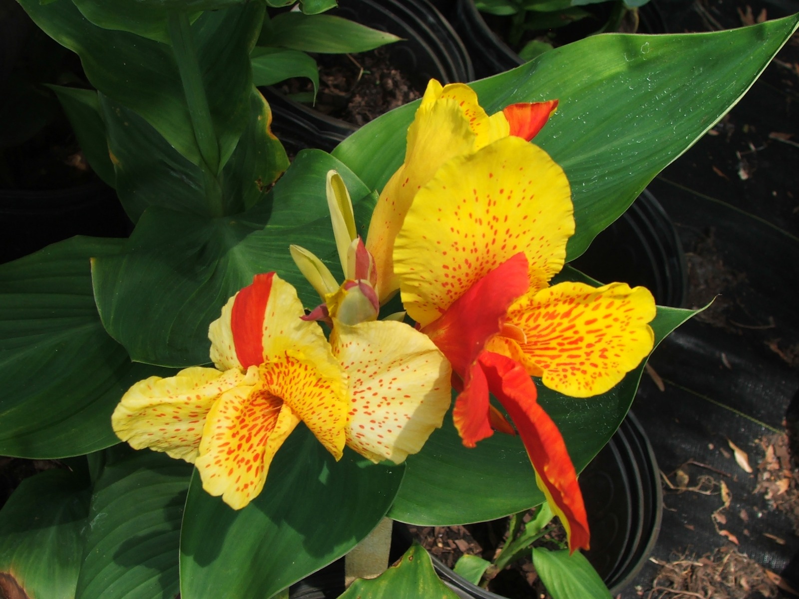 canna-cleopatra