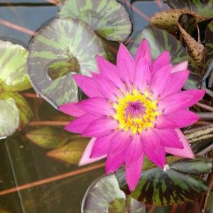 Doris Holt - Red Tropical Water Lily